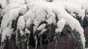 История одной семьи.