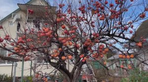 Хурма в Новороссийске 03 декабря 2025 года