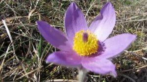 Ждем весну!