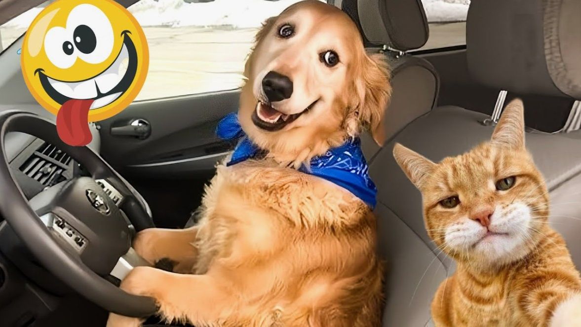 Лучшие видео приколы подборка смешные видео с кошками и собаками