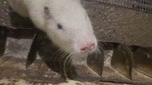 САМОЕ ЛУЧШЕЕ СОДЕРЖАНИЕ НУТРИЙ