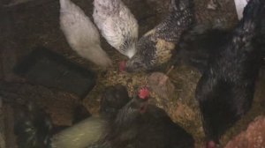 Зима не торопится ❄️ Утепляю курочек.