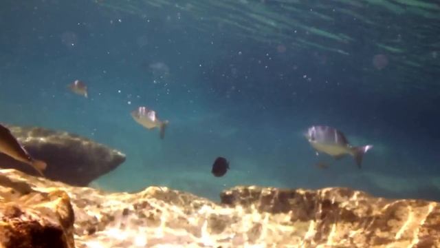 Морская гармония.Расслабляющее видео с подводными обитателями