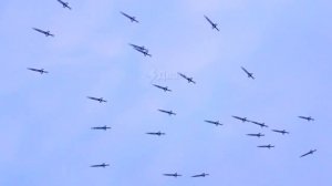 Китайский умелец из Чэнду собрал целую армию летающих мечей