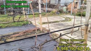 Что делать с рожками винограда на 5-7 летних кустах?