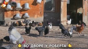 Содержание кур в домашних условиях и других птиц во дворе у Роберта 🐣🐤🦆🐔🪿🦃 (358)