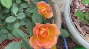 Выращивание роз Дэвида Остина в больших кашпо🌺🌿🌺🌿🌺