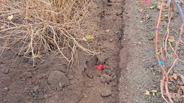 Работа на винограднике перед укрытием.