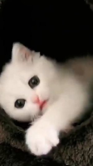 Хорошее настроение с Веселыми Лапками :)