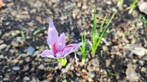 Что цветёт в декабре у нас в саду