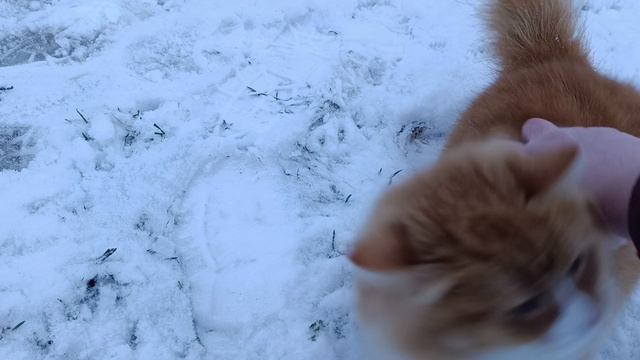 Вот такой вечер в деревне 🏠 ❄️ Куры 🐔🐓 гуси 🪿 рыжий кот Фокс 🐱 хозяюшка Лапа