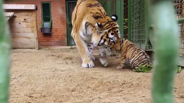 Амурские тигрята родились в Московском зоопарке