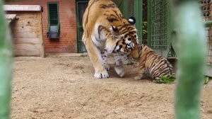Амурские тигрята родились в Московском зоопарке
