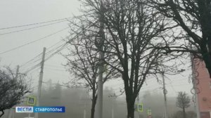 Ветер  валит деревья на Ставрополье