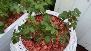 Посадка тюльпанов в горшки, осенью🌸🌿🌺🌿🌼