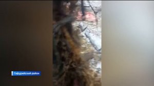 В Башкирии разыскали владельца кошелька, найденного в желудке коровы