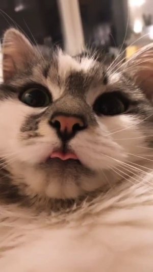 Хорошее настроение с Веселыми Лапками :)