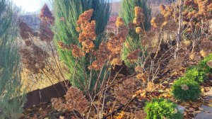 Конец ноября начало декабря в нашем саду