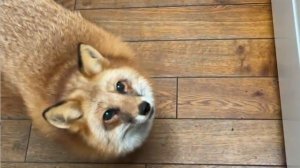 Лиса-Алиса. Что происходит, когда лиса слышит слово кусочек