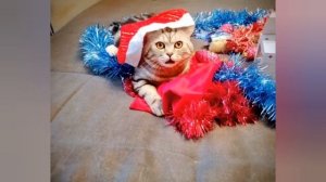 Алиса оживляет фото. Тест. С наступающим