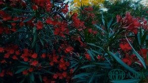 Путь к восстановлению: АДРА рядом