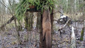 Проверил капканы на куницу Есть куница