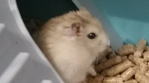 жизнь хомяка