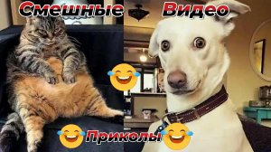 Смешные видео приколы|Коты и собаки|Юмор и Приколы.