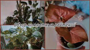 Обзор комнатных растений 27.11.25. Сингониум с Вайлдберриз. Новые жители в моей коллекции