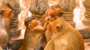 Похоже, что в кругу семьи Piggy строит всех... 1000042355.mp4