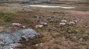 ОЛЕНИ ОЛЁНКИ. Дикие северные олени в окрестностях дикой реки Кольского полуострова.