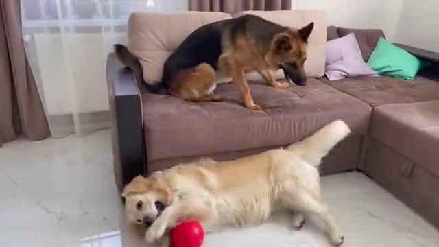 Золотистый ретривер не собирается делиться с Лордом мячом