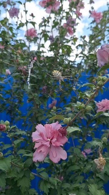 Новый, Красивый и страшный одновременно, Житель нашего сада..