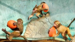 Степа глянул в камеру недобрым взглядом и... как пошел МЯЧ ГОНЯТЬ ПО ВОЛЬЕРУ! ЧУДЕСА ЛОВКОСТИ!