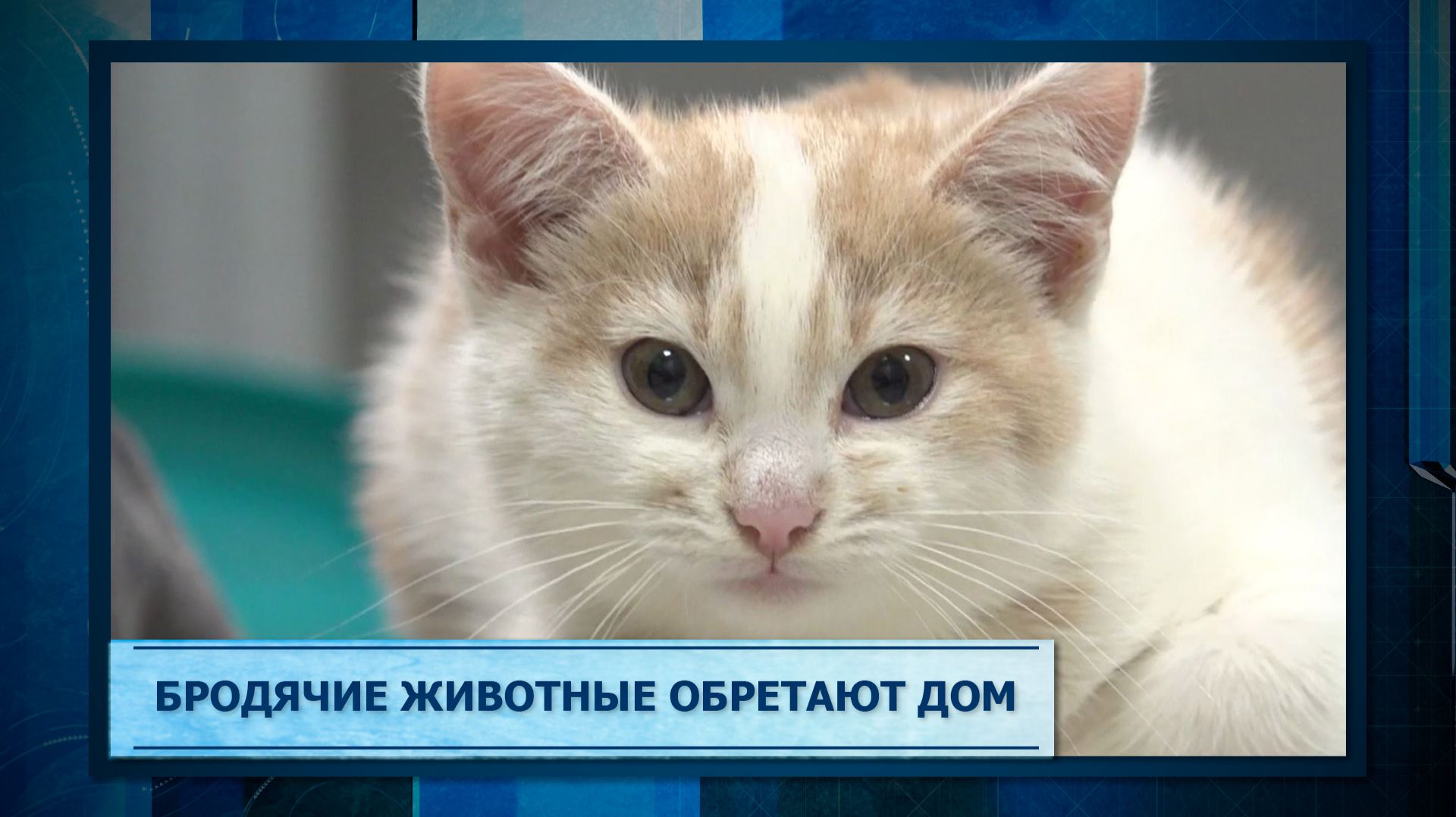 Бродячие животные обретают дом