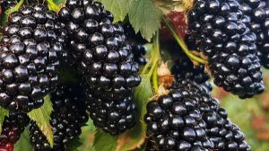 УКРЫТИЕ ЕЖЕВИКИ НА ЗИМУ! ПЕРЕЗИМУЕТ ТОЧНО