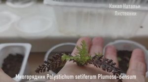 Город 07.12.25. Прикапываю контейнеры с сеянцами мартагонов, рассаживаю детки папоротника