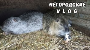 Агрессивная самка НУТРИИ. 01.12.25