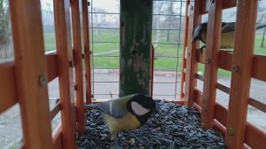 Корм задал ,кушайте на здоровье 🐦⬛🐦⬛🐦⬛