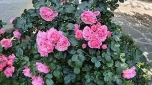 Пусть каждый день приносит радость!