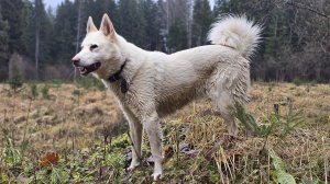 Вышли в лес