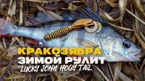 Кракозябра Lucky John Hogy Tail Рулит Ловля Окуня на Спиннинг Зимой