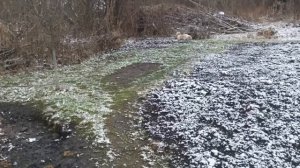 Собака Барни.