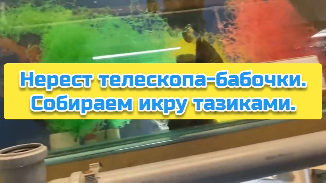 Нерест телескопа-бабочки. Собираем икру тазиками смотреть онлайн