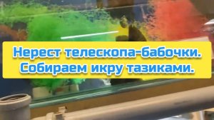 Нерест телескопа-бабочки. Собираем икру тазиками.