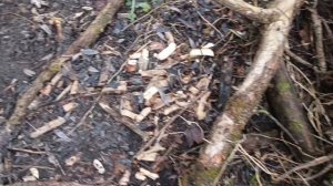 Как поймать бобра без приманки. Петля на бобра.