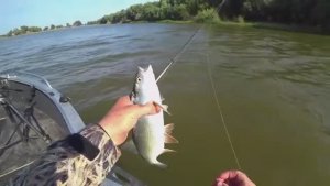 ОСЕННИЙ ЖОР. ЧАЙКИ НЕ ВРУТ. РЫБАЛКА на хищную рыбу в сентябре.