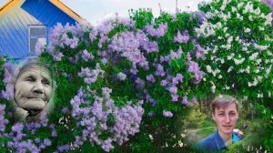 Мамина сирень. Как мне дальше жить Таких песен очень мало