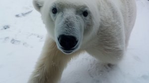 Необычная встреча: медведь попытался получить угощение у экипажа корабля