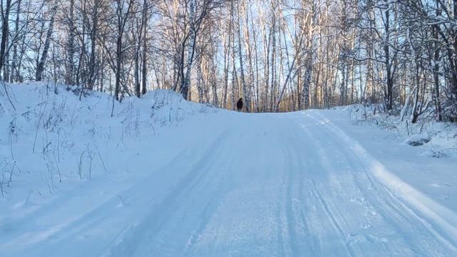 Канадский волк - гибрид. 8 декабря 2025. Минус 30